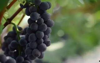 网红吃葡萄瓜是真的吗,是炒作还是美味？